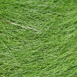 3-thick-grass-texture