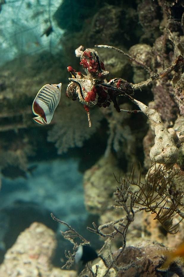 Underwater photography 