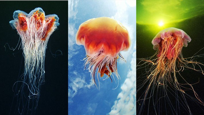 Photography Jellyfish