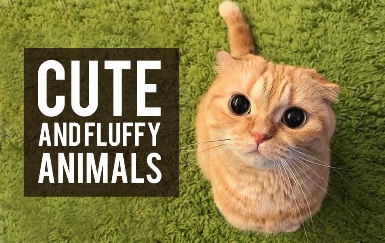 Cute and fluffy animals
