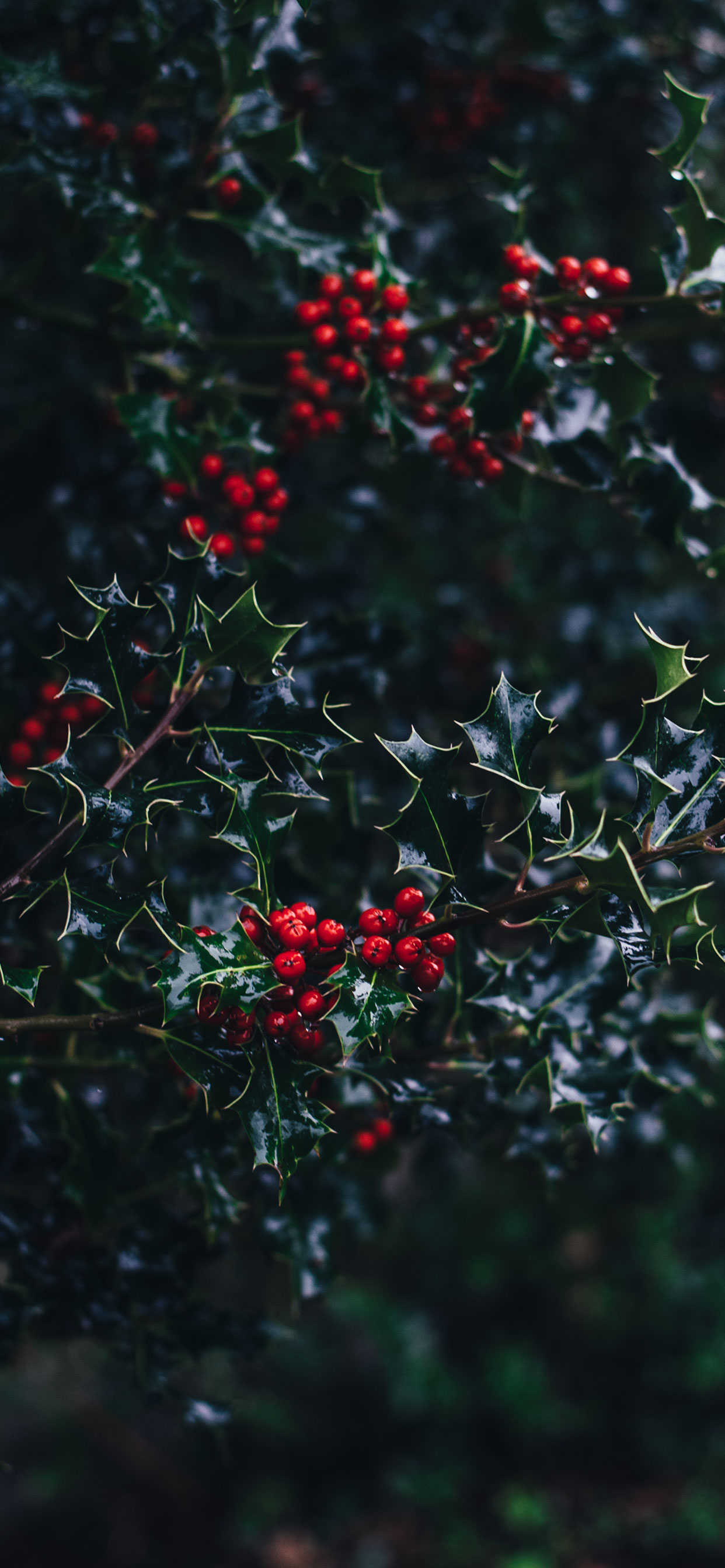 iPhone-XS-and-XS-Max-Christmas-Wallpapers