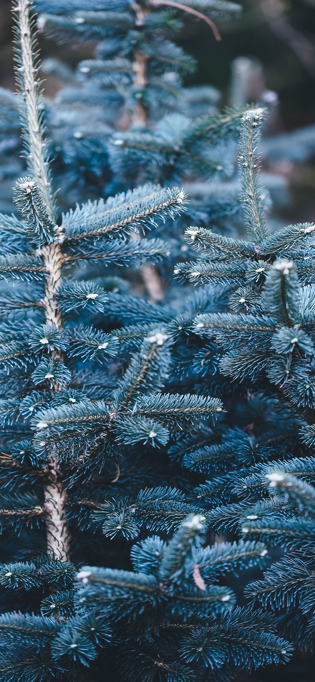 iPhone-XS-and-XS-Max-Christmas-Wallpapers