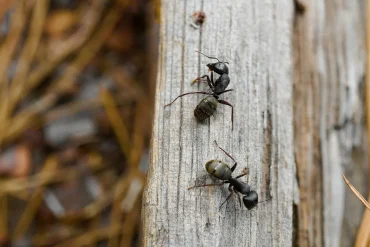 Ants Inspire Artificial Intelligence Algorithms