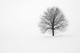 Simple Full Screen Image Reveal Effect