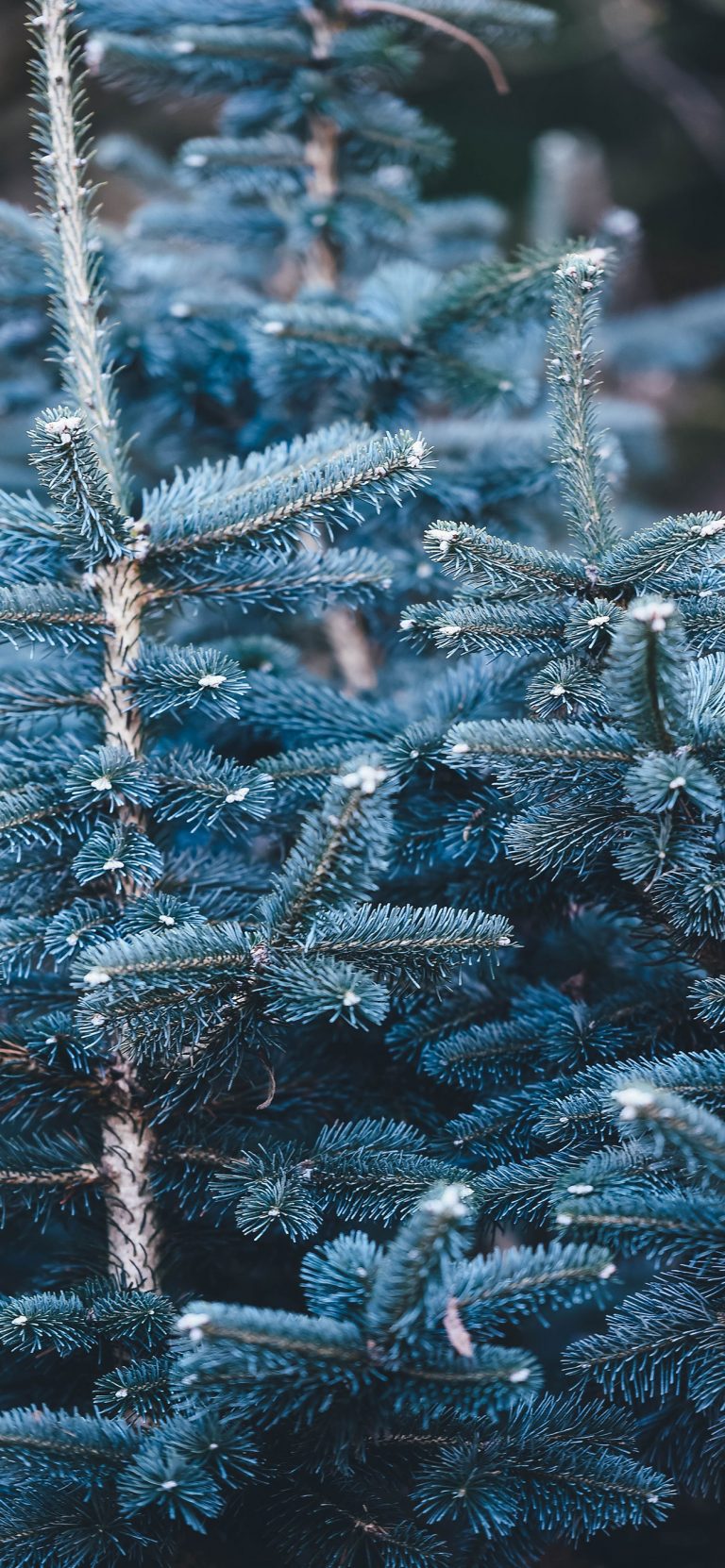 40 Stunning iPhone XS and XS Max Christmas Wallpapers