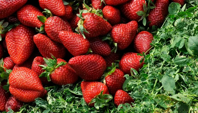 Mixing Colors - What Color Does Red and Green Make - Explained