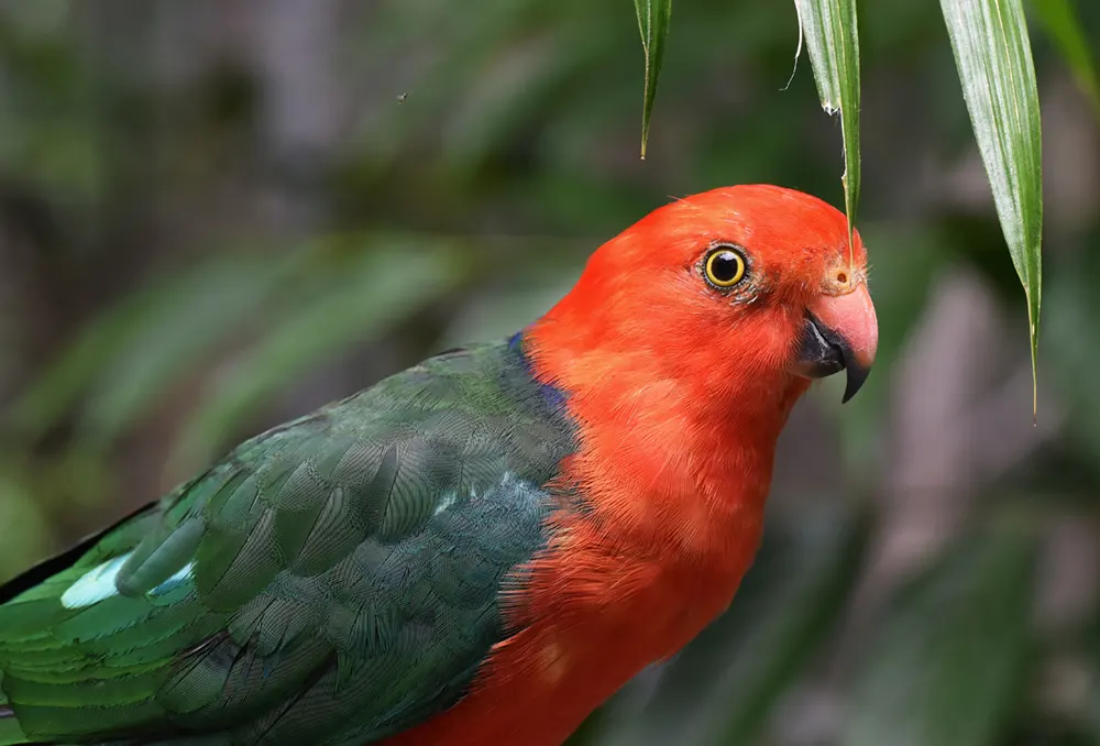 What Color Does Red and Green Make