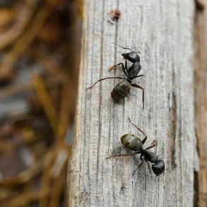 Ants Inspire Artificial Intelligence Algorithms