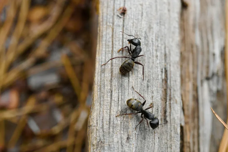 Ants Inspire Artificial Intelligence Algorithms
